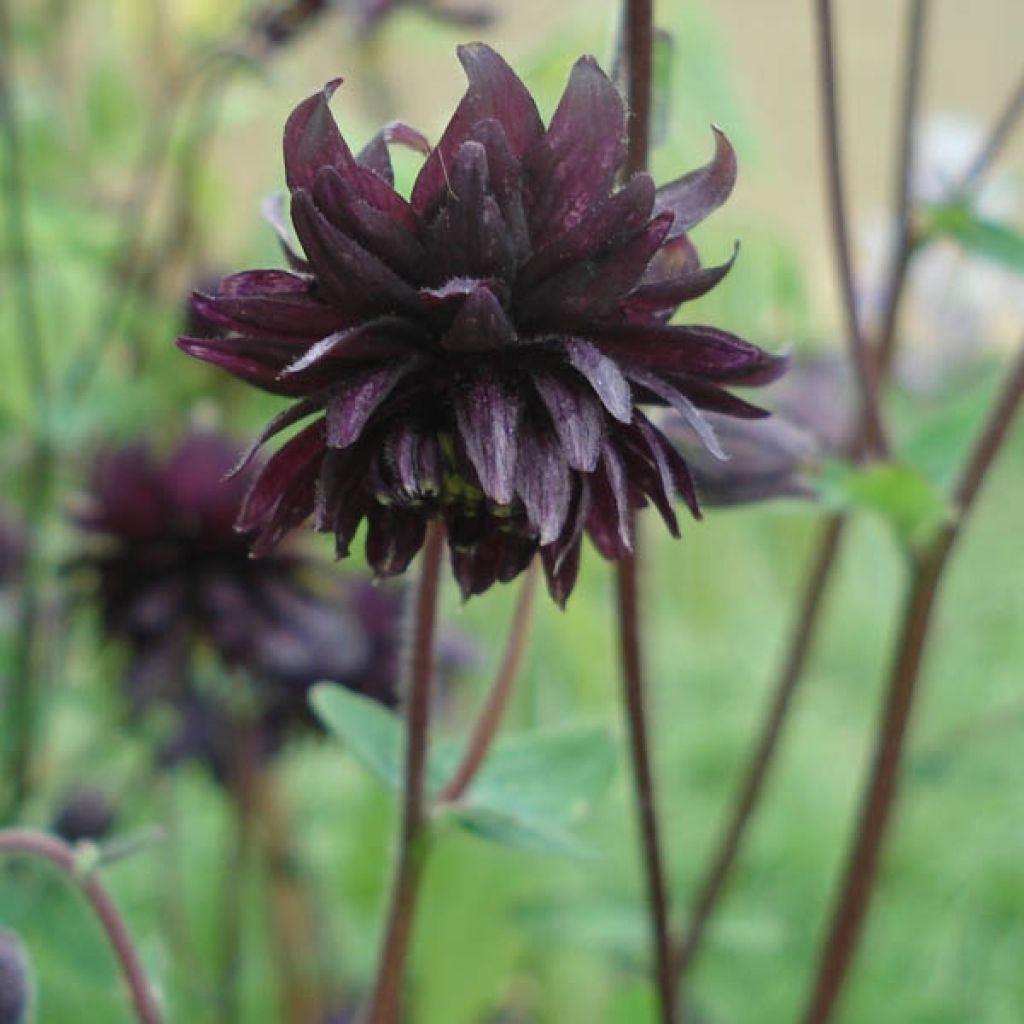 Aquilegia vulgaris var. stellata Black Barlow - Columbine