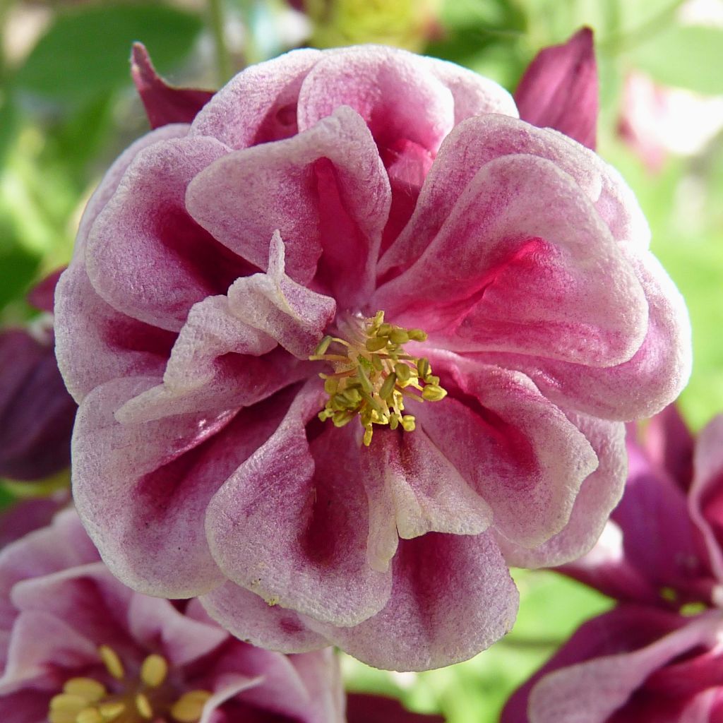 Aquilegia Winky Red-White - Columbine