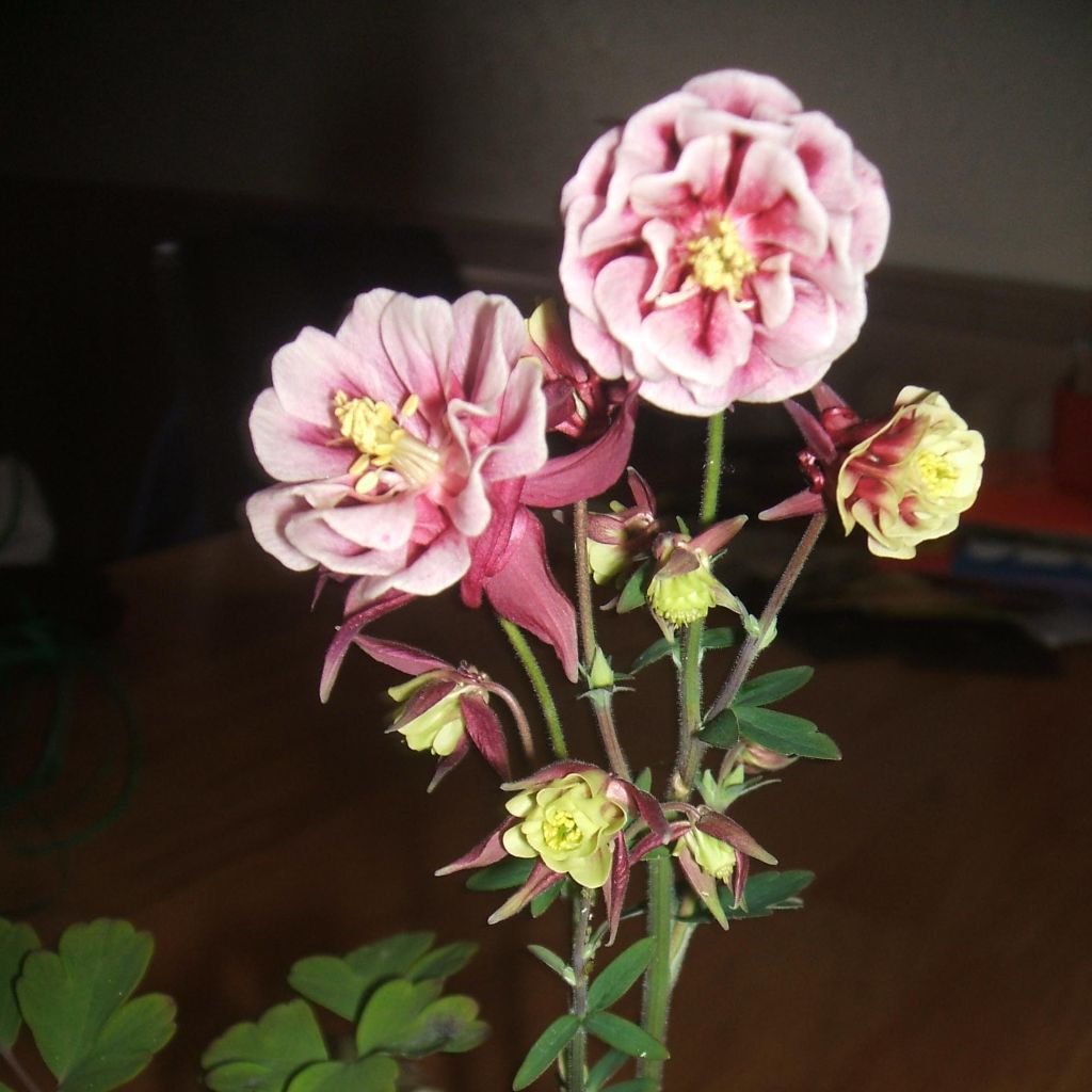 Aquilegia Winky Red-White - Columbine