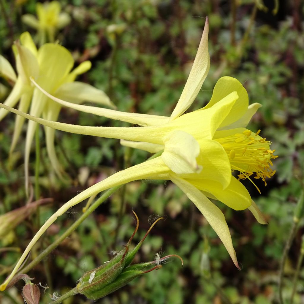 Aquilegia chrysantha Yellow Queen - Columbine