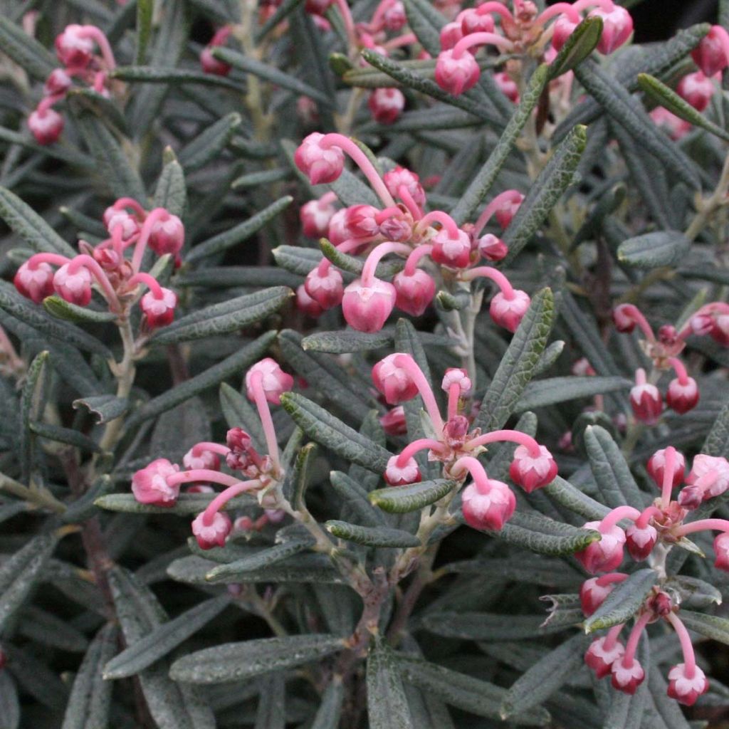 Andromeda polifolia Blue Lagoon