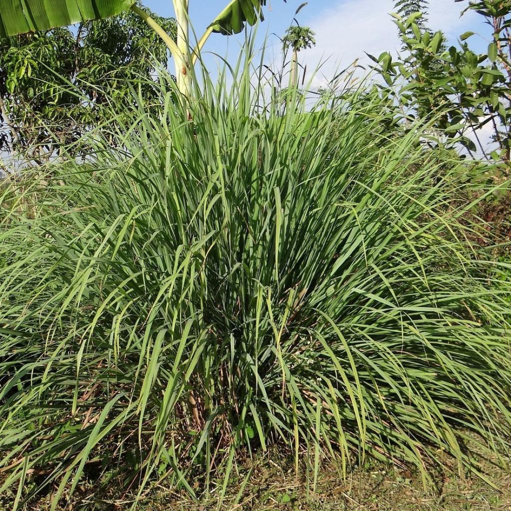 Madagascan Lemongrass plants - Cymbopogon citratus