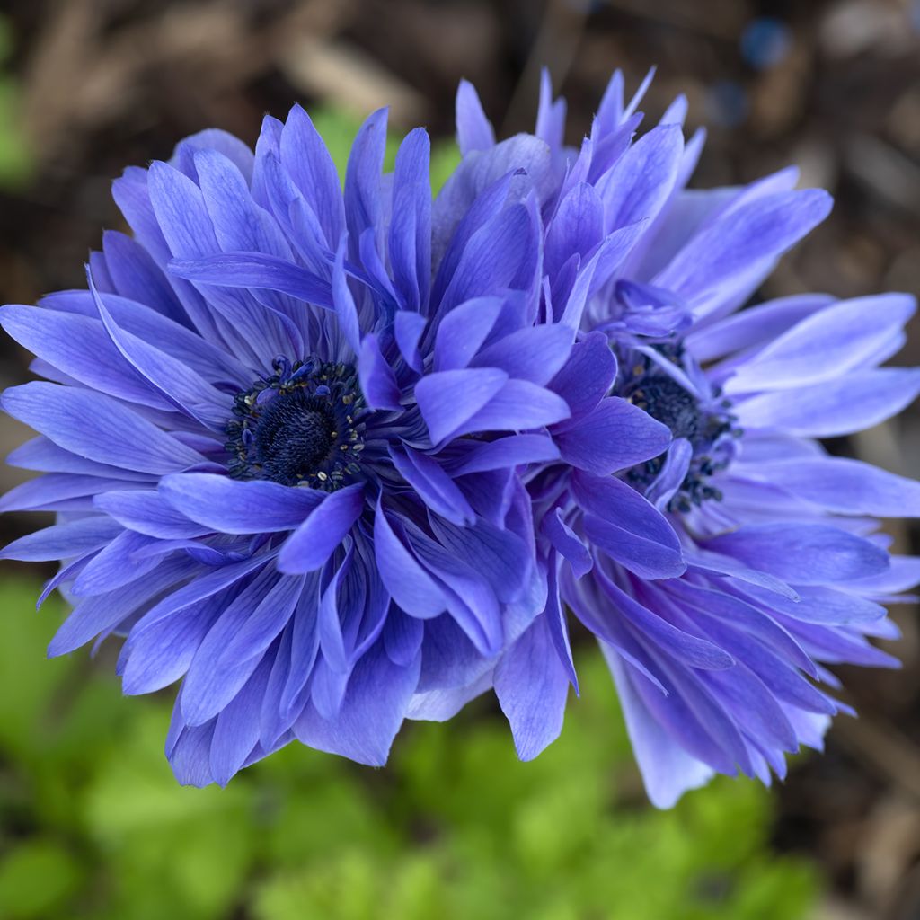 Anemone coronaria Lord Lieutenant