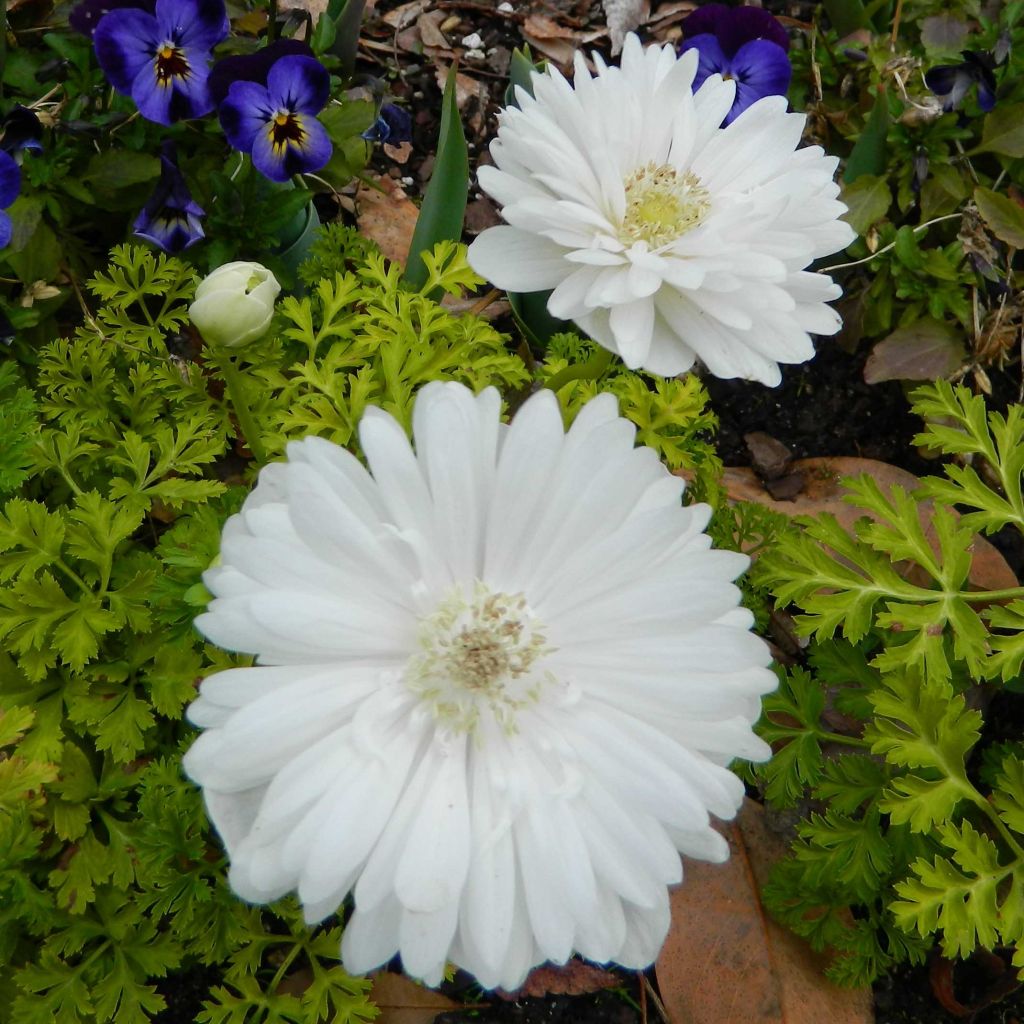 Anemone coronaria Mount Everest