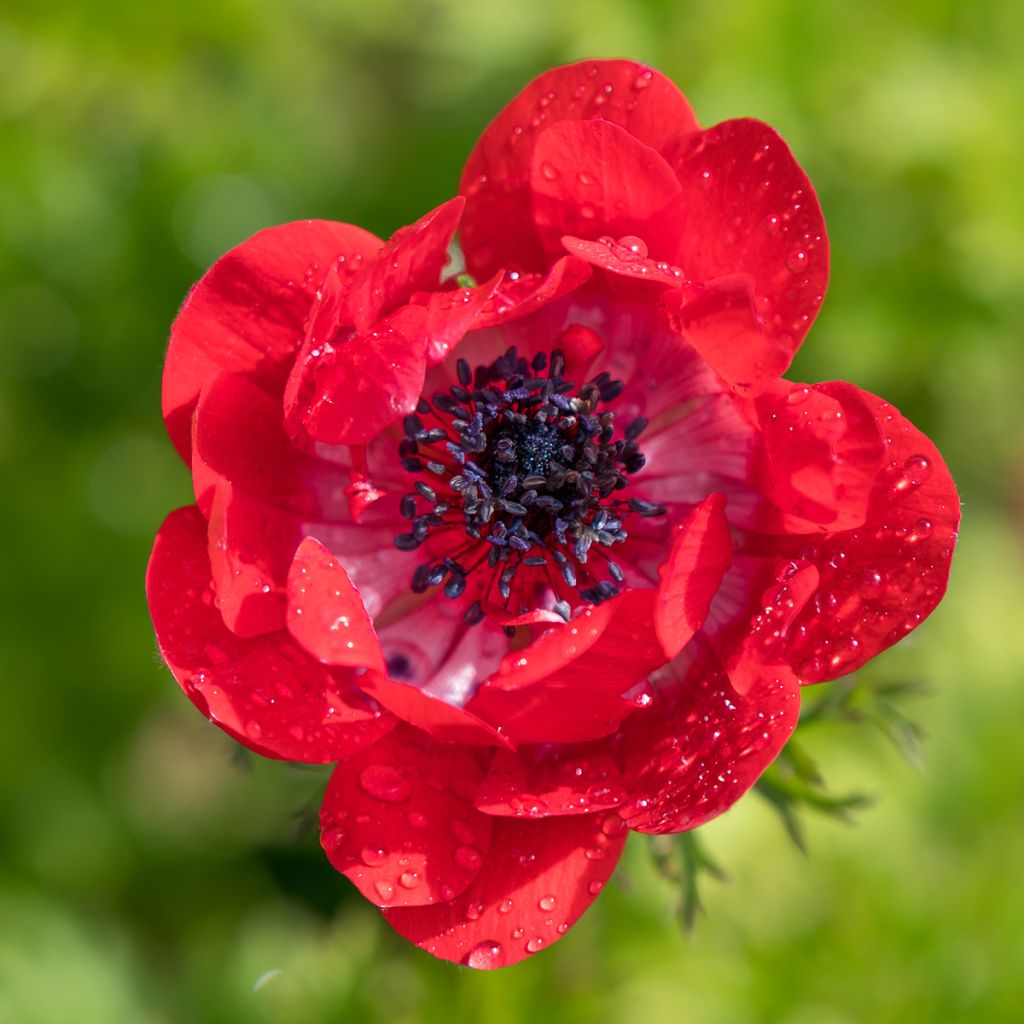 Anemone coronaria The Governor