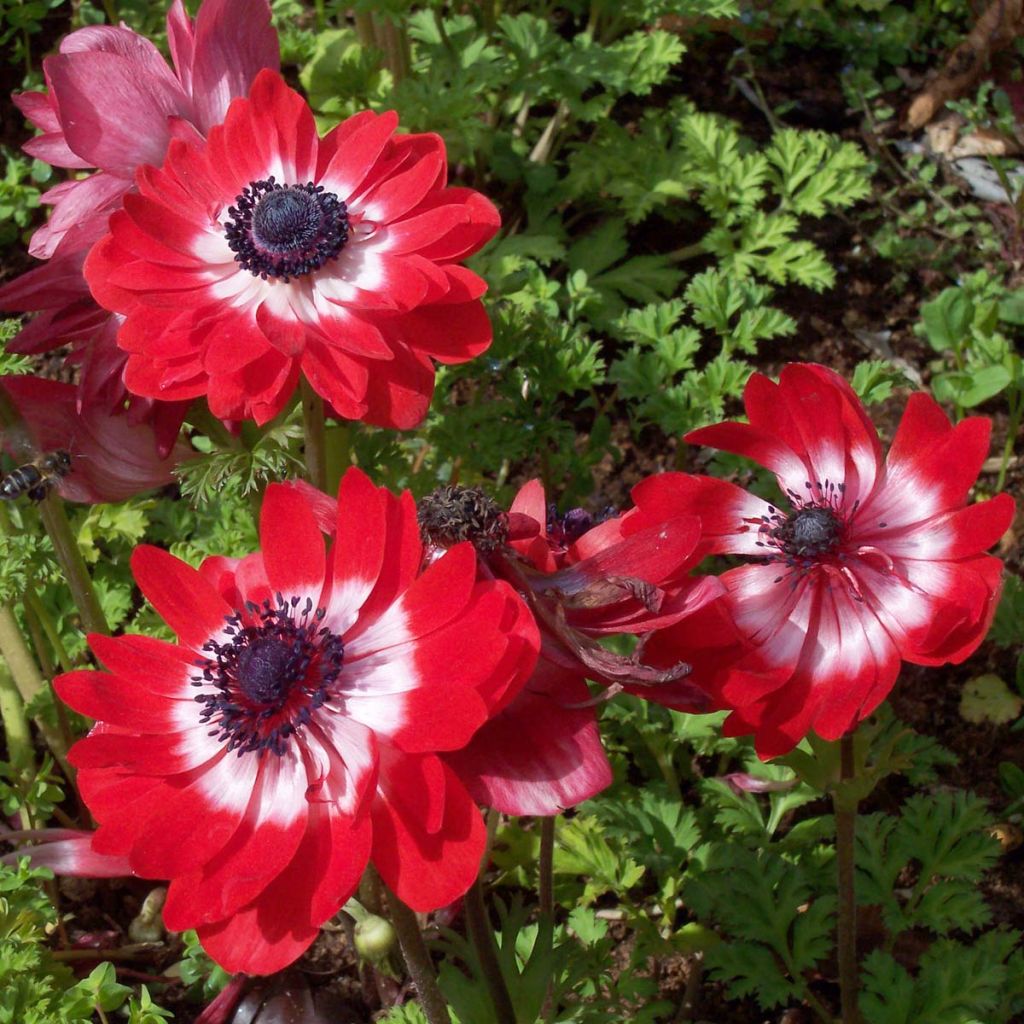 Anemone coronaria The Governor