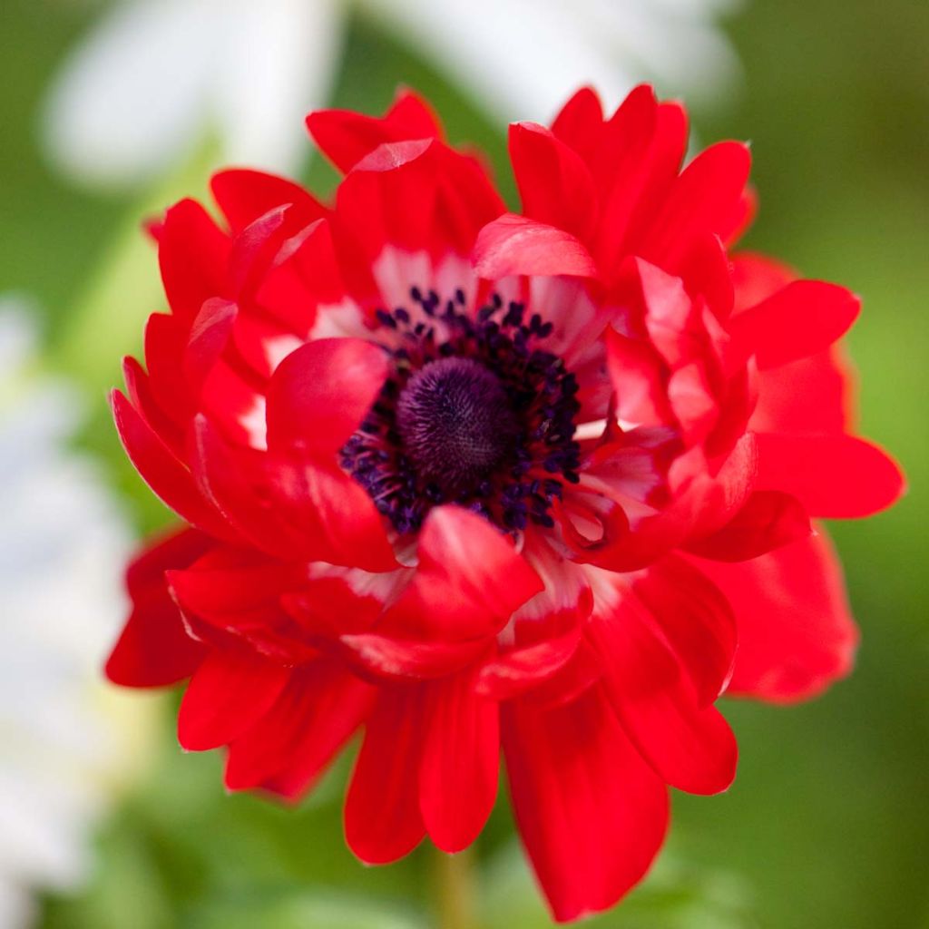 Anemone coronaria The Governor