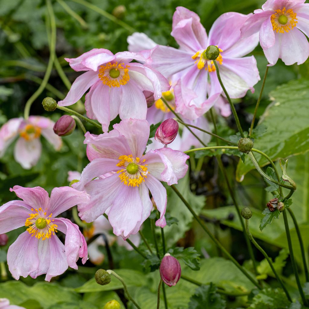 Anemone hupehensis Crispa