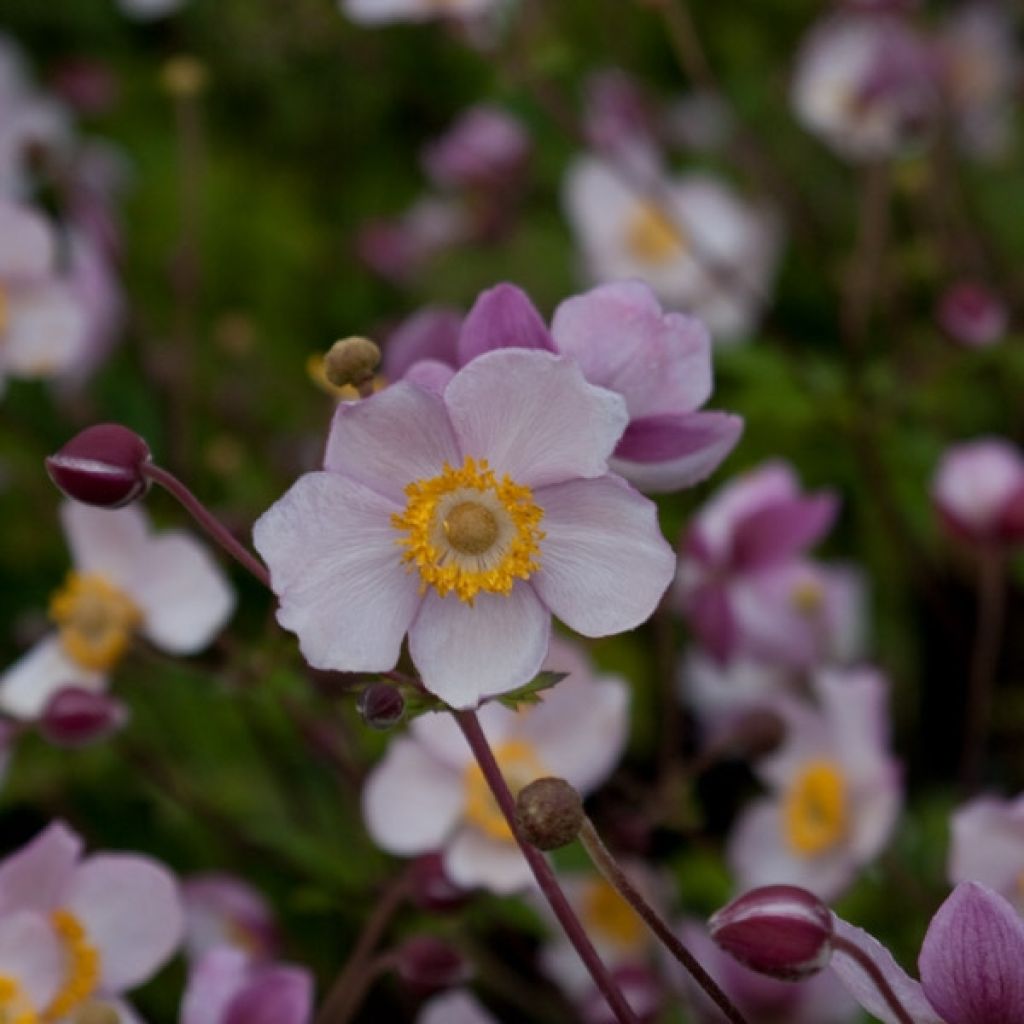 Anemone hybrida Hadspen Abundance