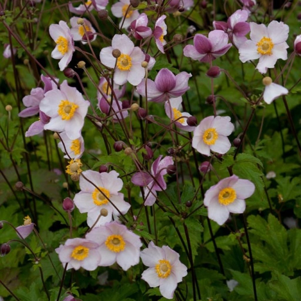 Anemone hybrida Hadspen Abundance