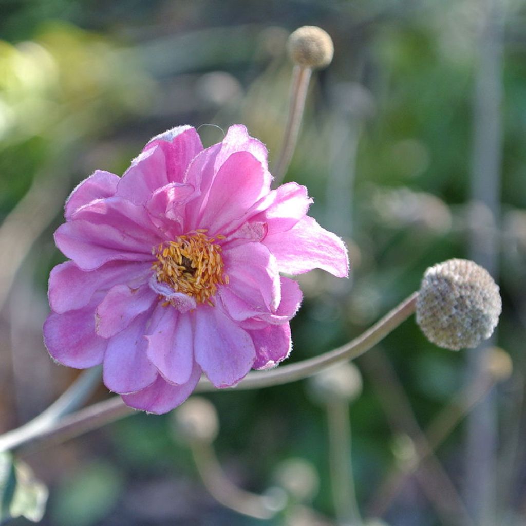 Anemone hupehensis var. japonica Pamina