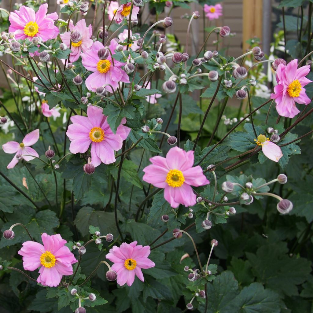 Anemone hybrida Rubra Plena