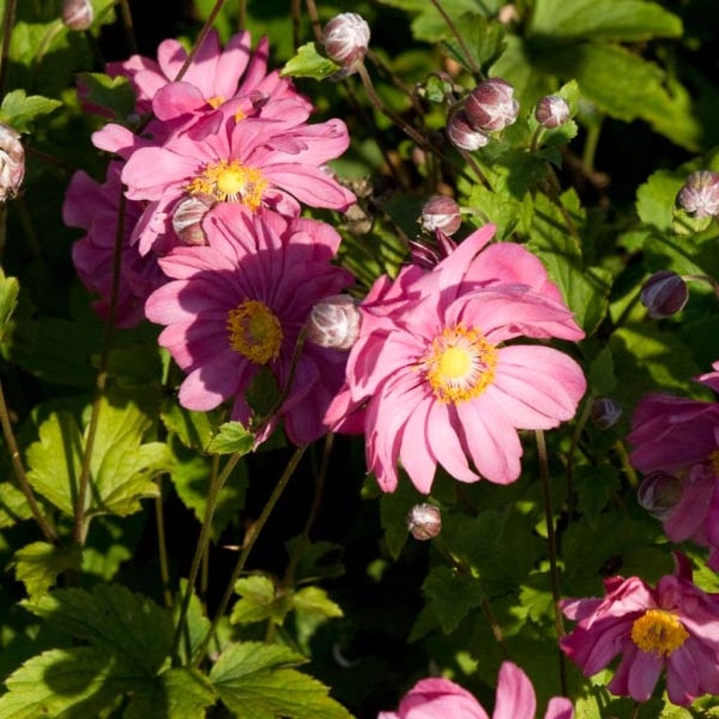 Anemone hybrida Margarete