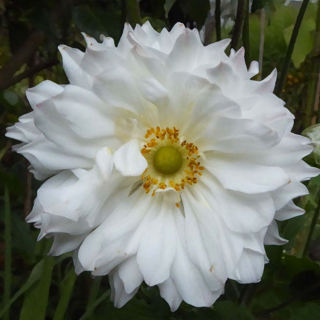 Anemone hybrida Tiki Sensation