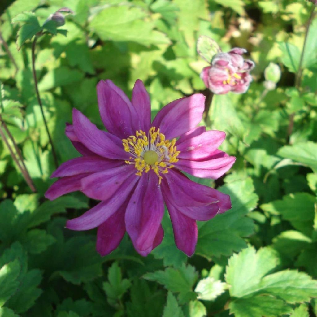 Anemone hybrida Bressingham Glow