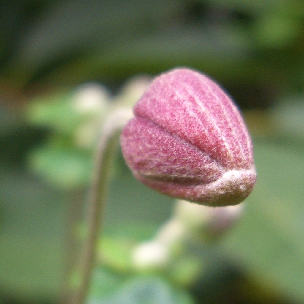 Anemone tomentosa Robustissima