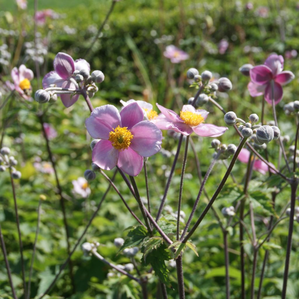 Anemone tomentosa Robustissima
