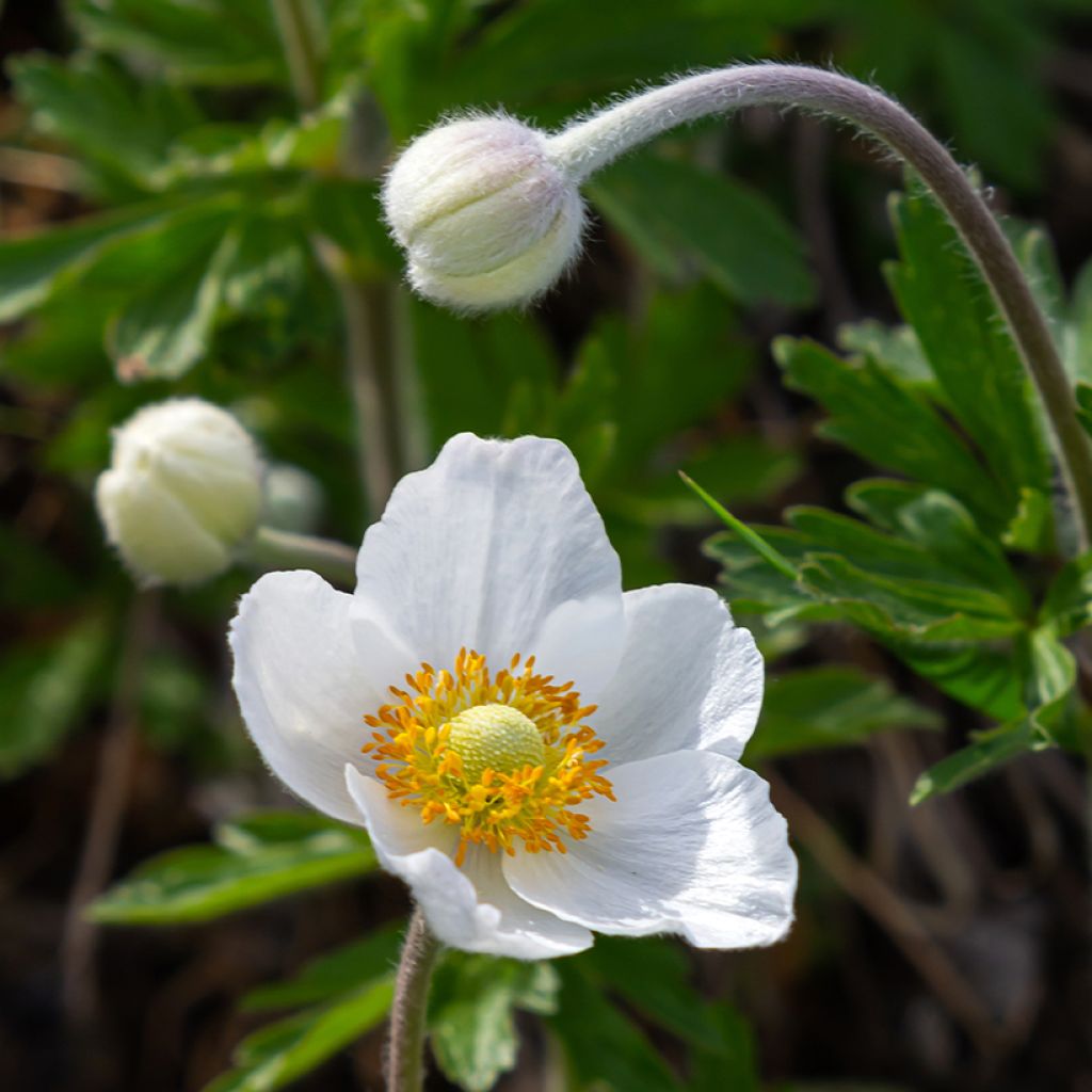 Anemone sylvestris tuber