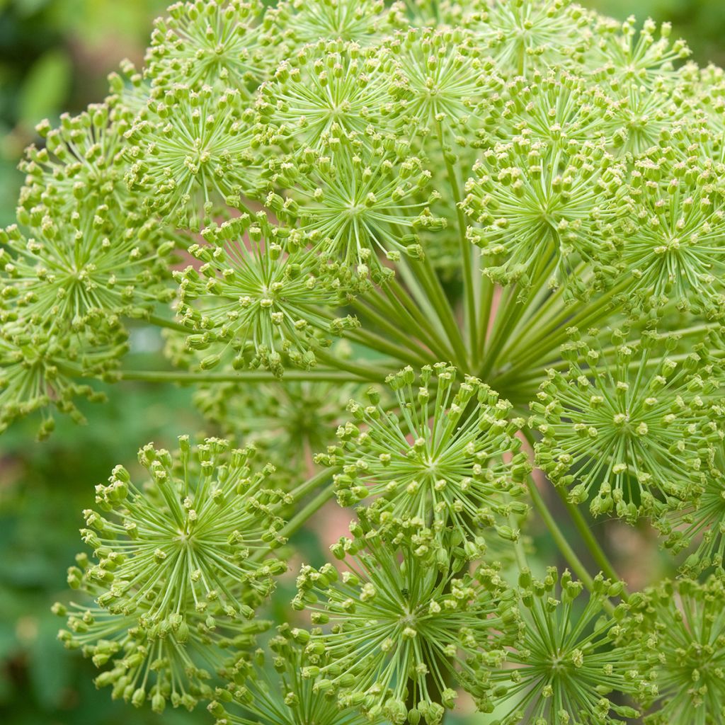 Angelica archangelica Corinne Tremaine - Garden Angelica