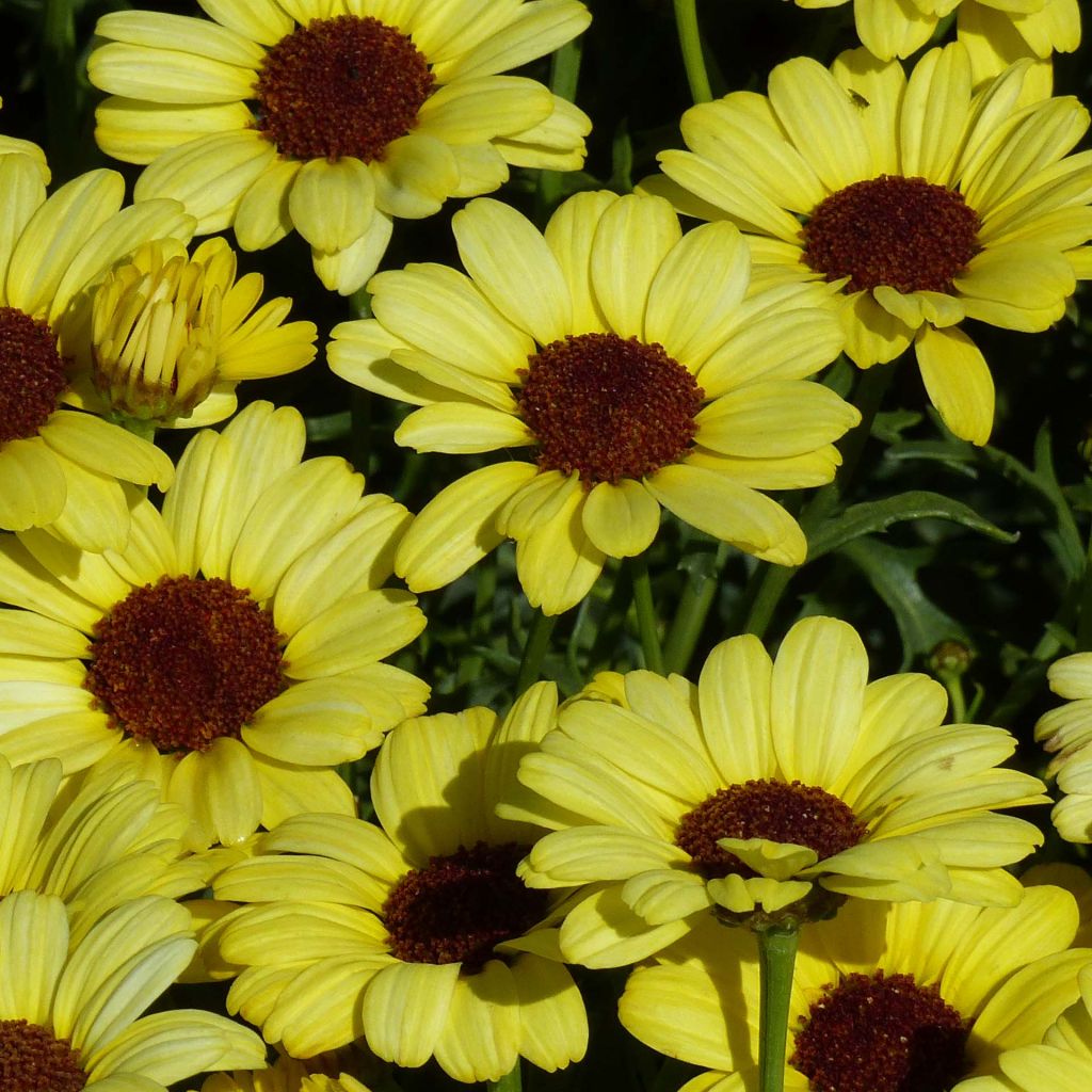 Anthemis Grandaisy Gold - Marguerite