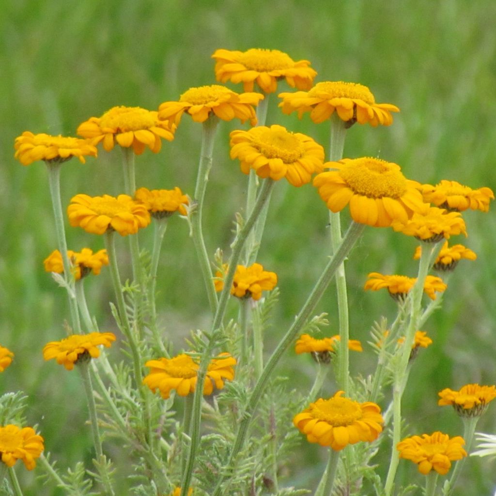 Anthemis sancti-johannis