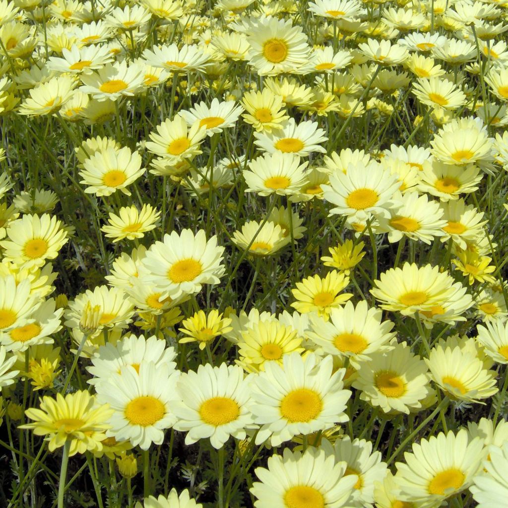 Anthemis tinctoria E.C. Buxton - Marguerite