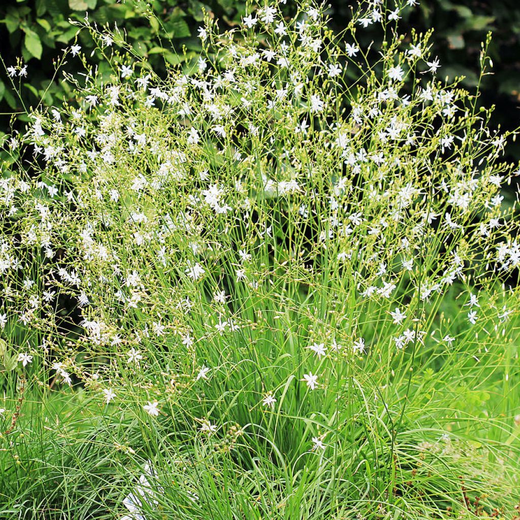Anthericum ramosum