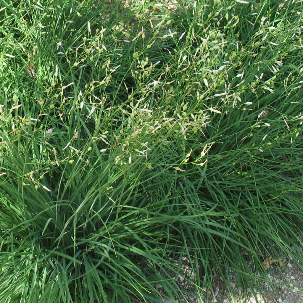 Anthericum ramosum
