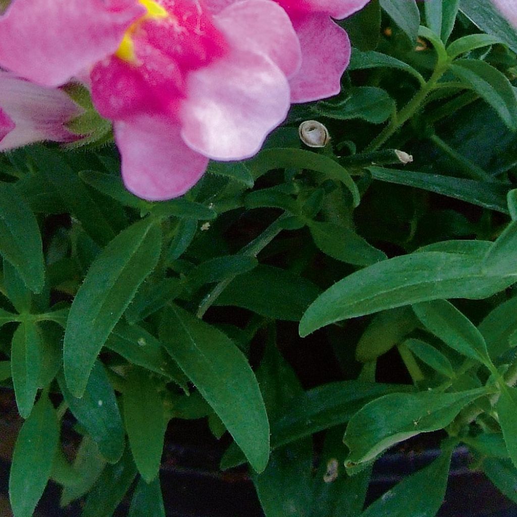 Antirrhinum majus Fruit Salad Up Purple