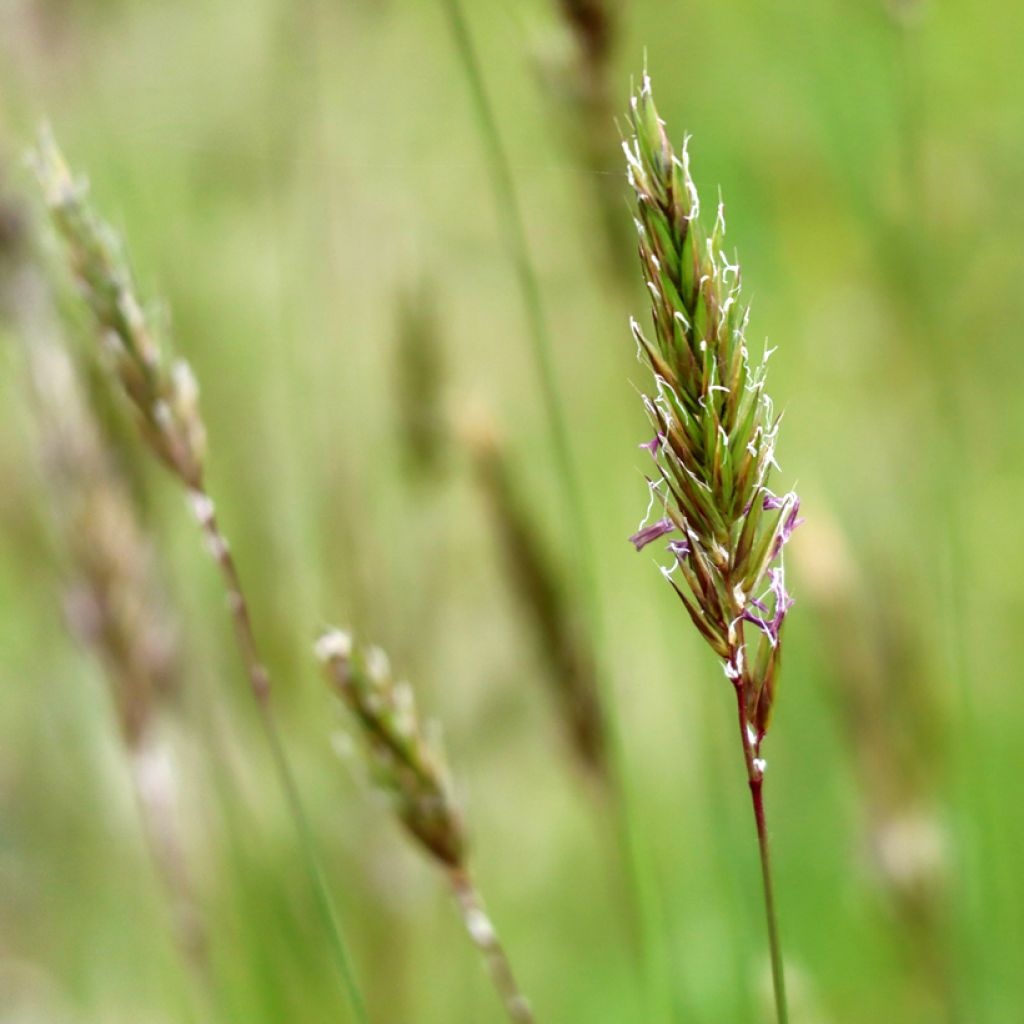Anthoxanthum odoratum
