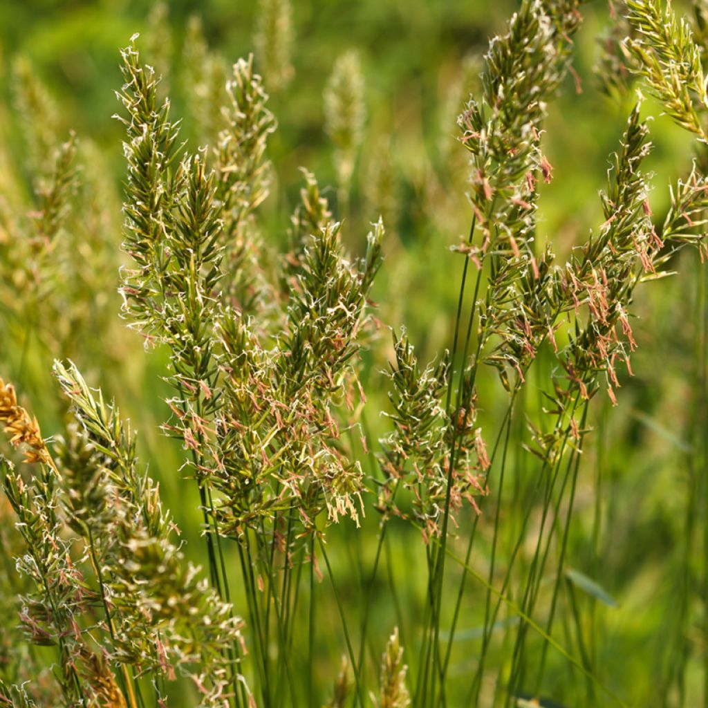 Anthoxanthum odoratum