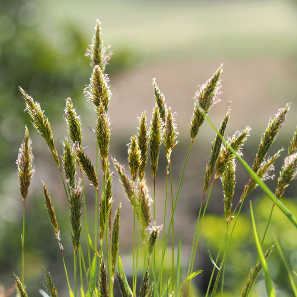 Anthoxanthum odoratum
