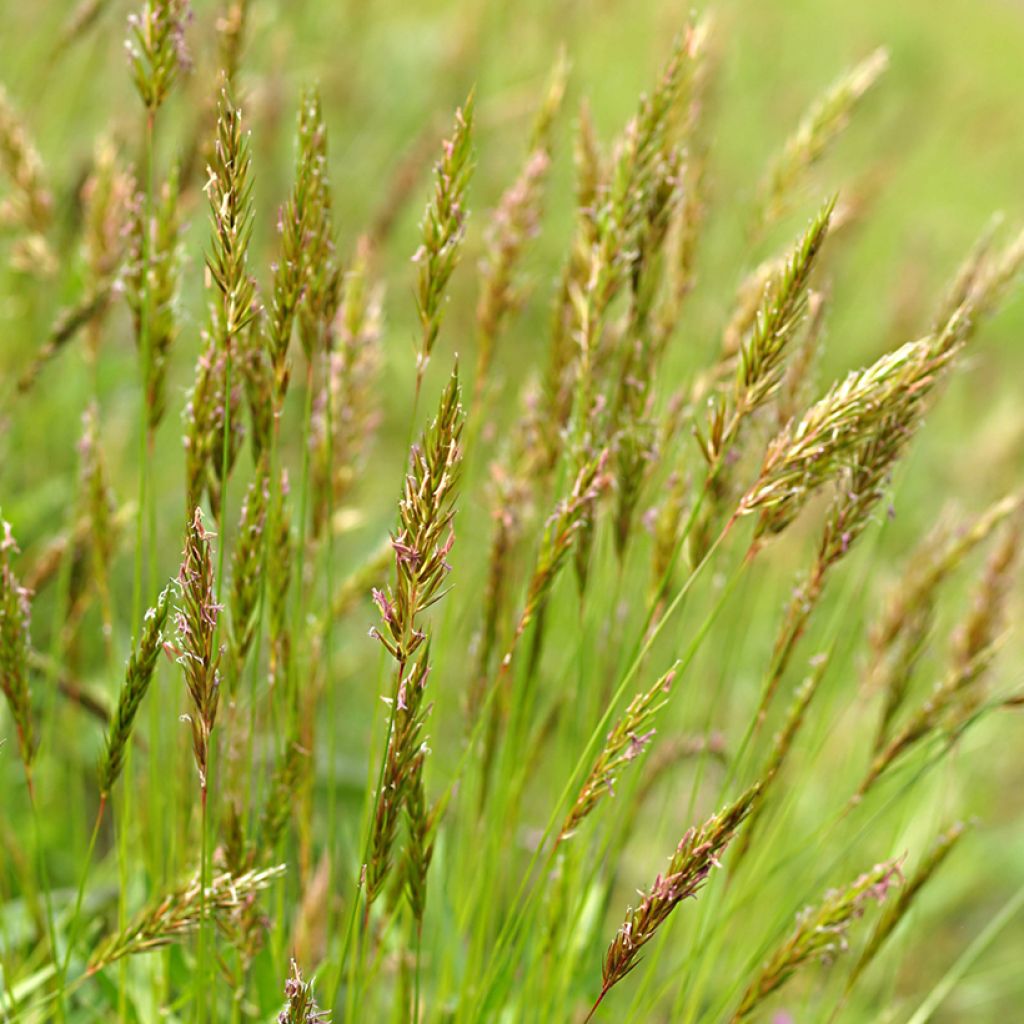 Anthoxanthum odoratum