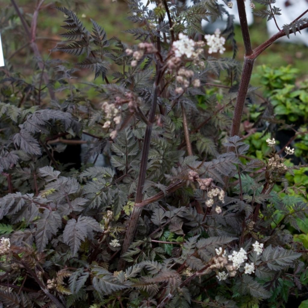 Anthriscus sylvestris Ravenswing
