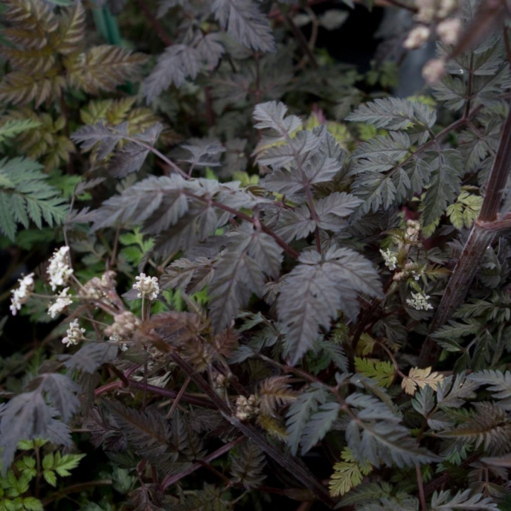 Anthriscus sylvestris Ravenswing