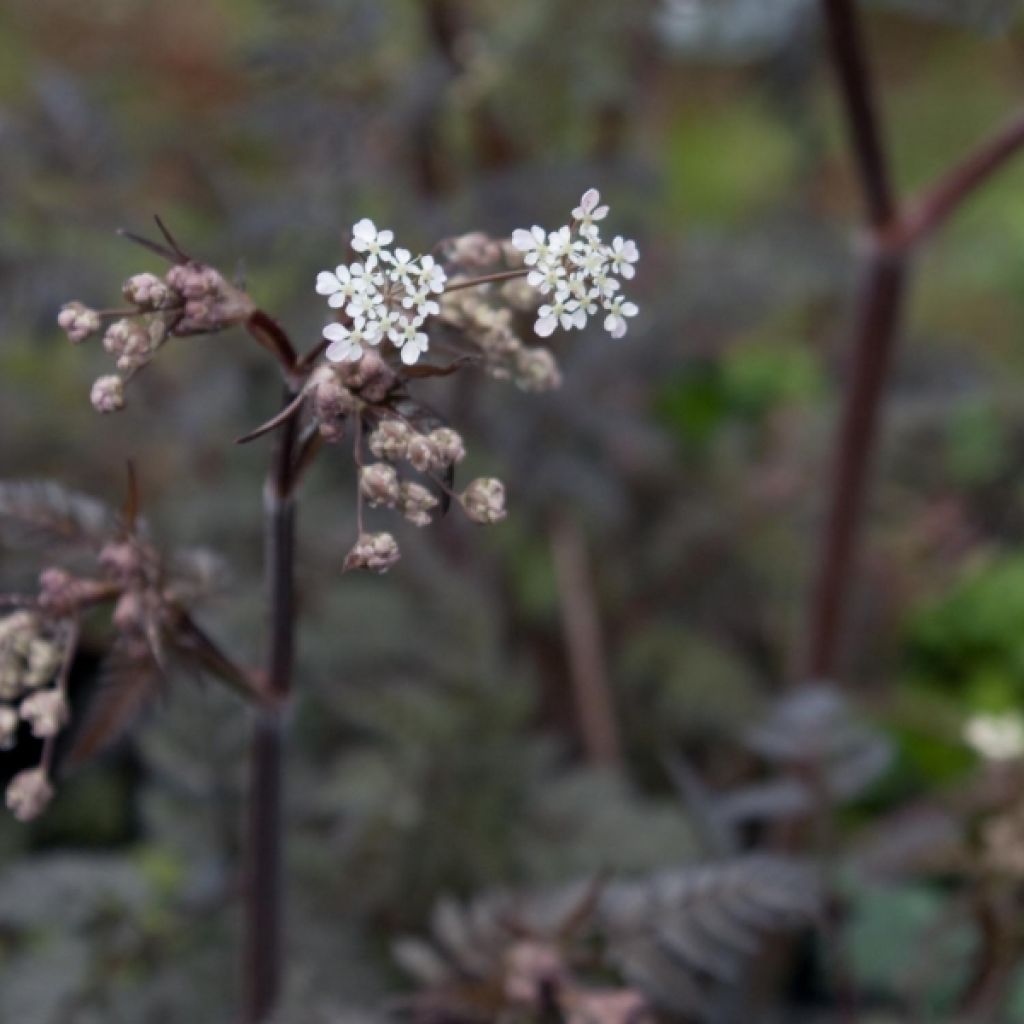 Anthriscus sylvestris Ravenswing