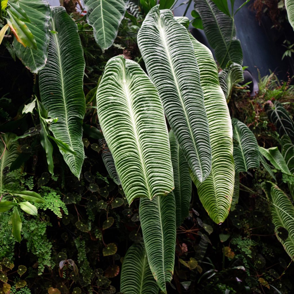 Anthurium veitchii Narrow -  - Flamingo flower