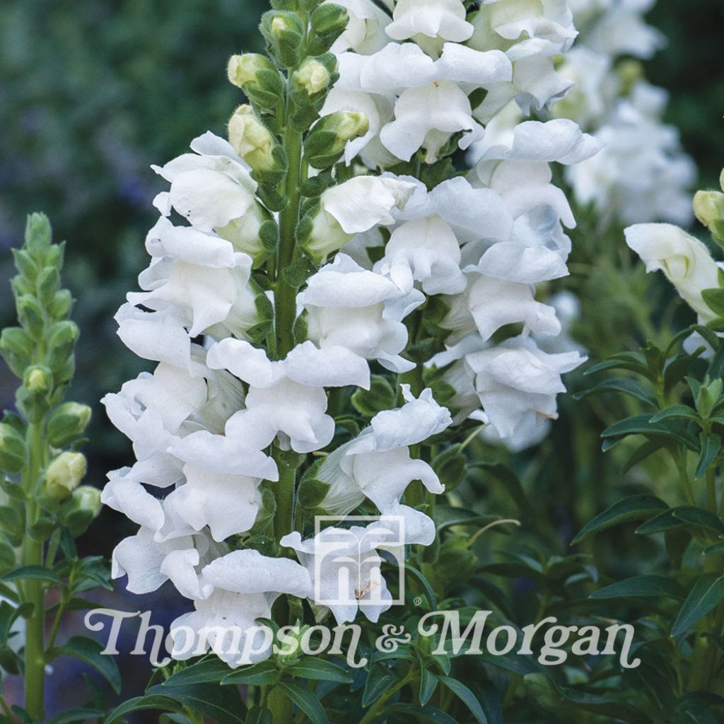 Snapdragon Royal Bride Seeds - Antirrhinum majus