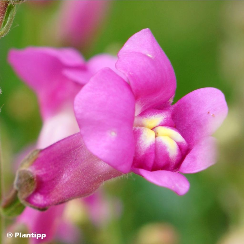 Antirrhinum majus Pretty in Pink
