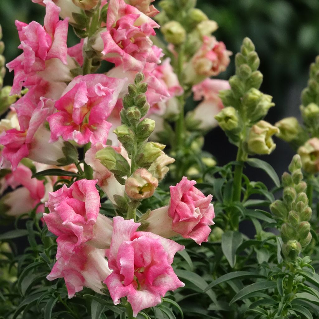 Antirrhinum majus Sweet Duet Appleblossom - Snapdragon