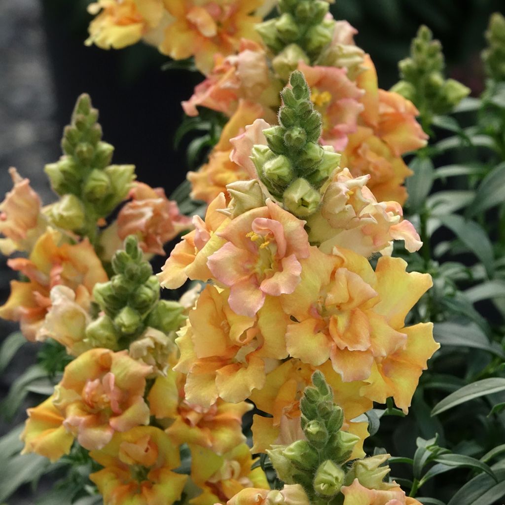 Antirrhinum majus Sweet Duet Citrus - Snapdragon