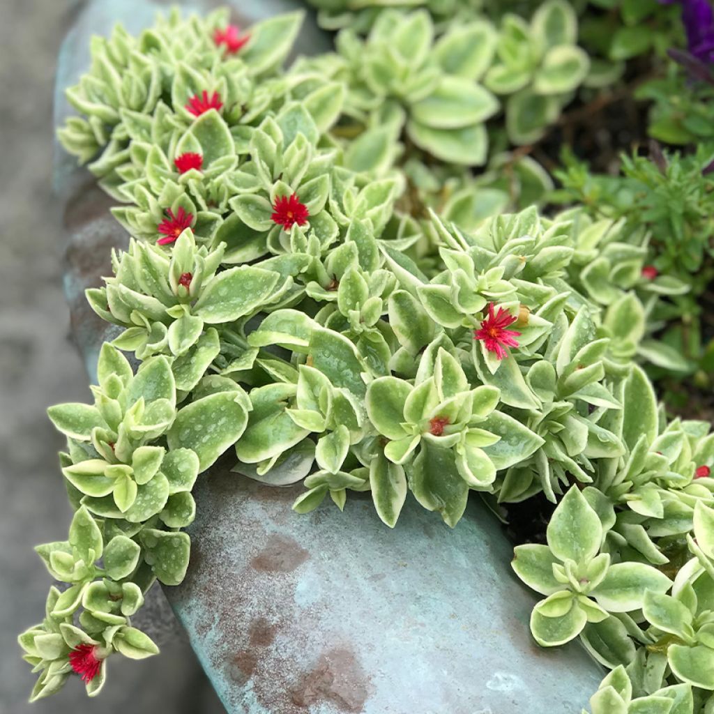 Aptenia cordifolia Variegata - Ficoide ou Apténie à feuilles en coeur panachée