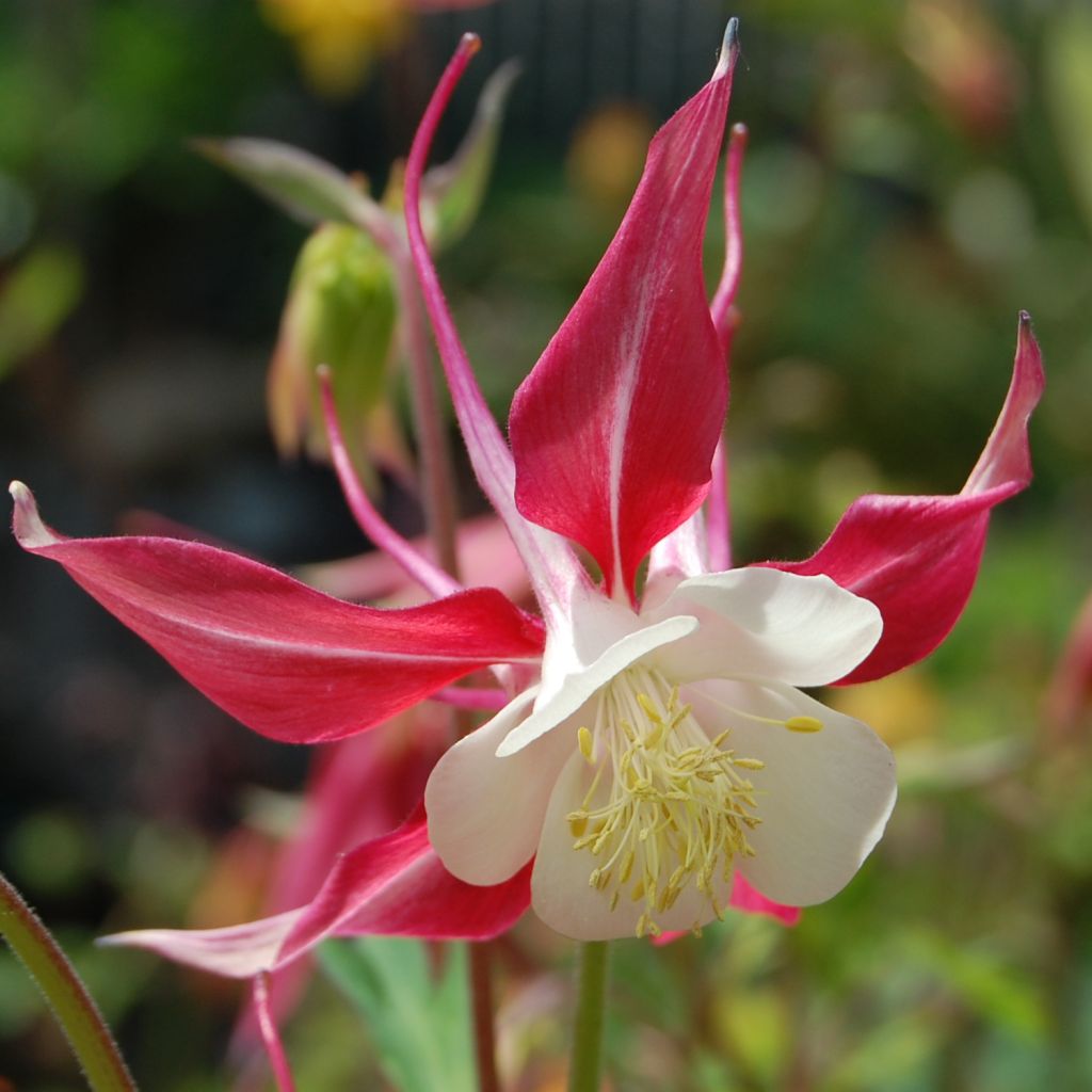 Aquilegia Rose Queen - Columbine
