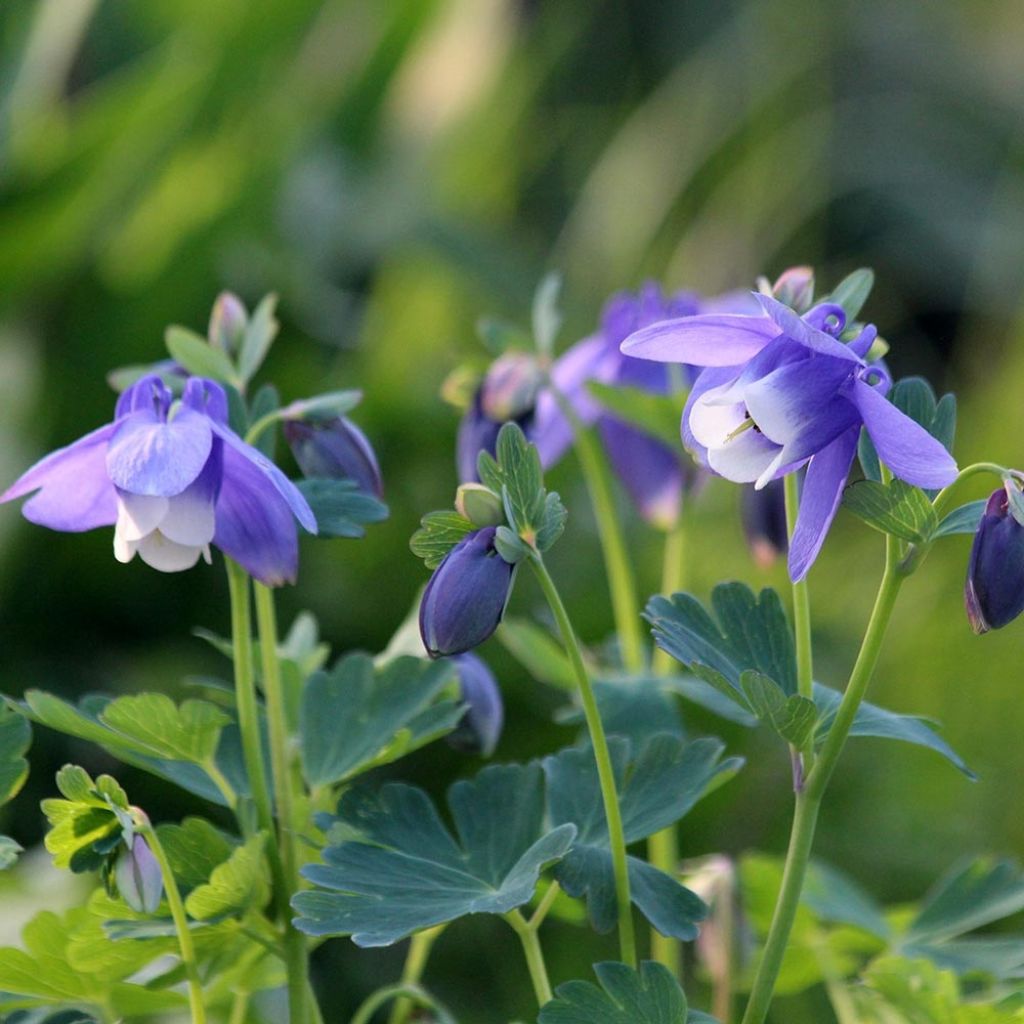 Aquilegia flabellata Cameo Blue and White - Columbine