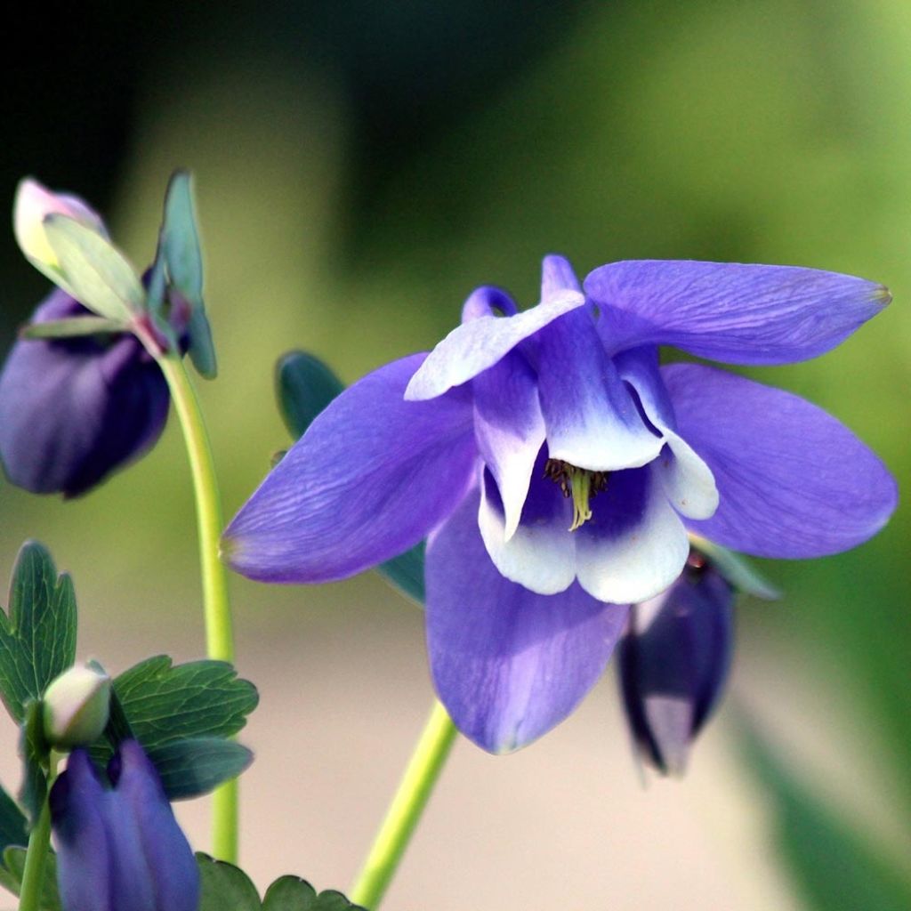 Aquilegia flabellata Cameo Blue and White - Columbine