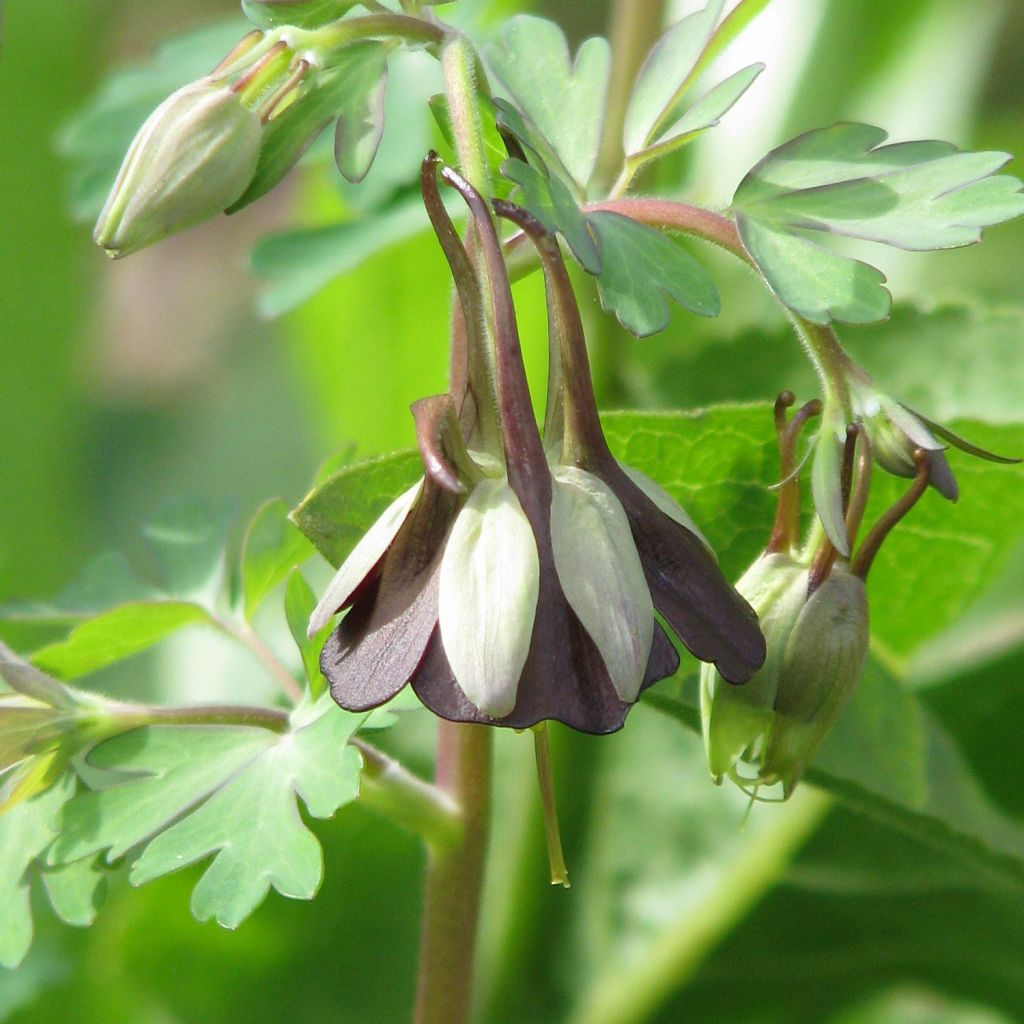 Aquilegia viridiflora - Columbine
