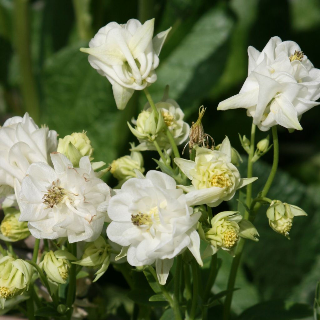Aquilegia vulgaris Winky White and White - Columbine