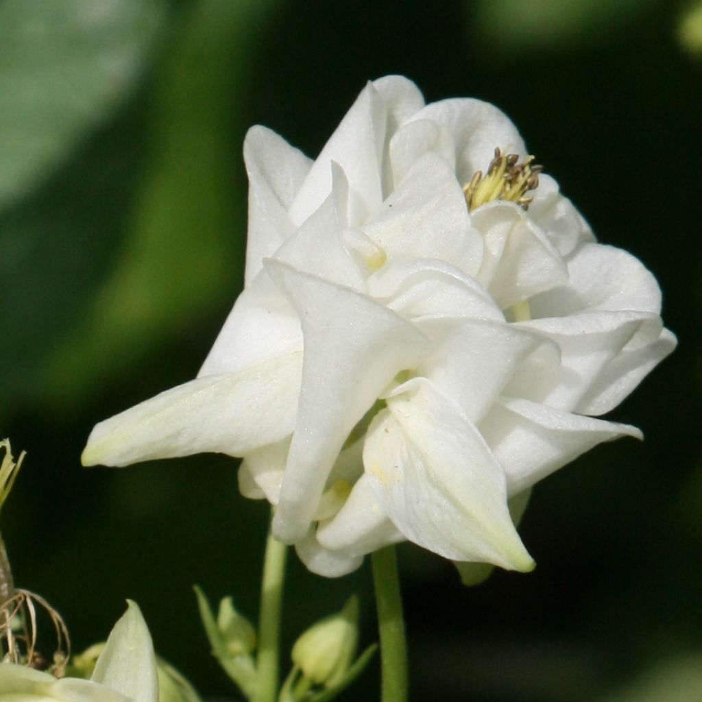 Aquilegia vulgaris Winky White and White - Columbine