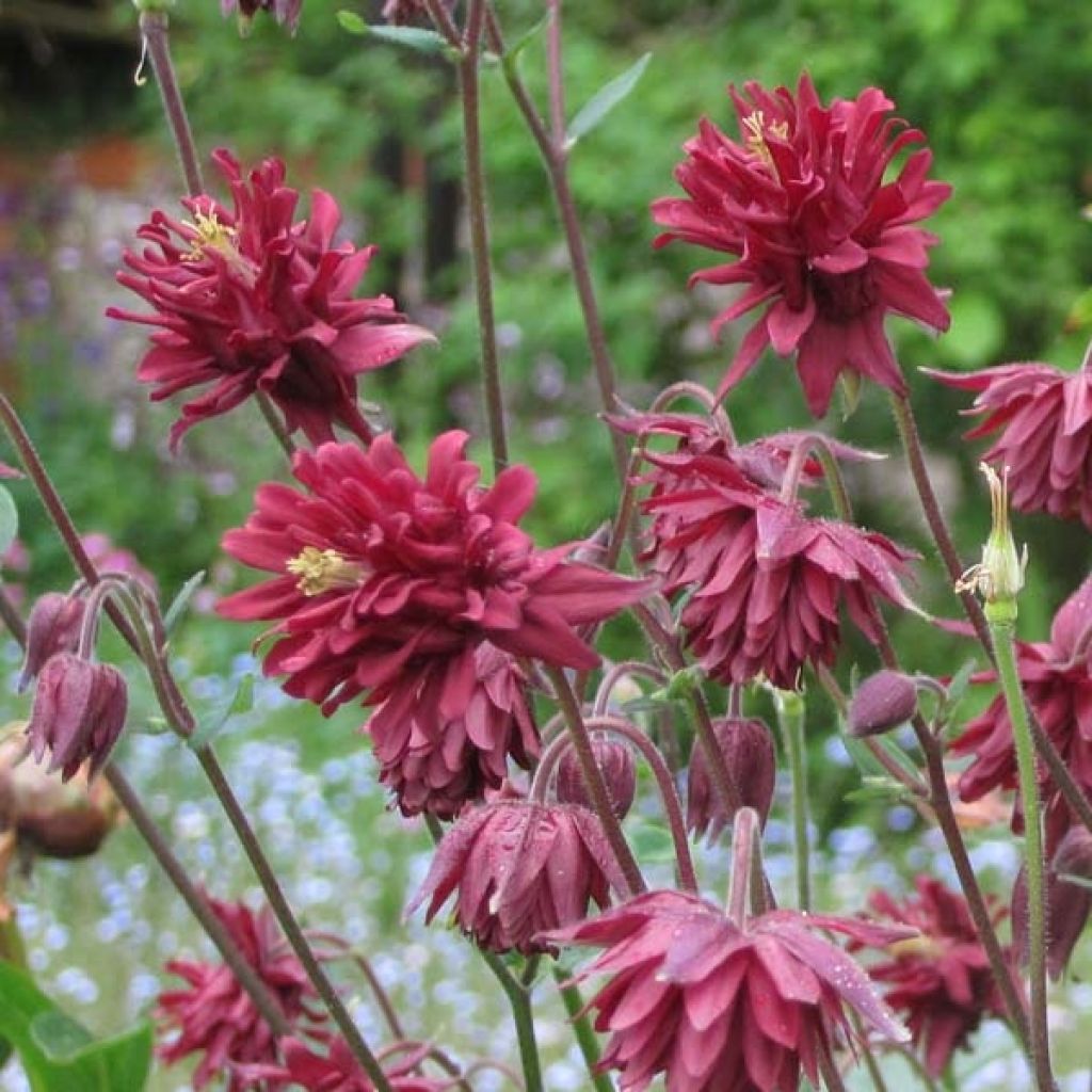 Aquilegia vulgaris Ruby Port - Columbine