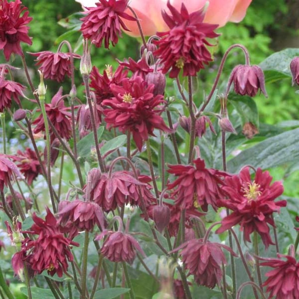 Aquilegia vulgaris Ruby Port - Columbine
